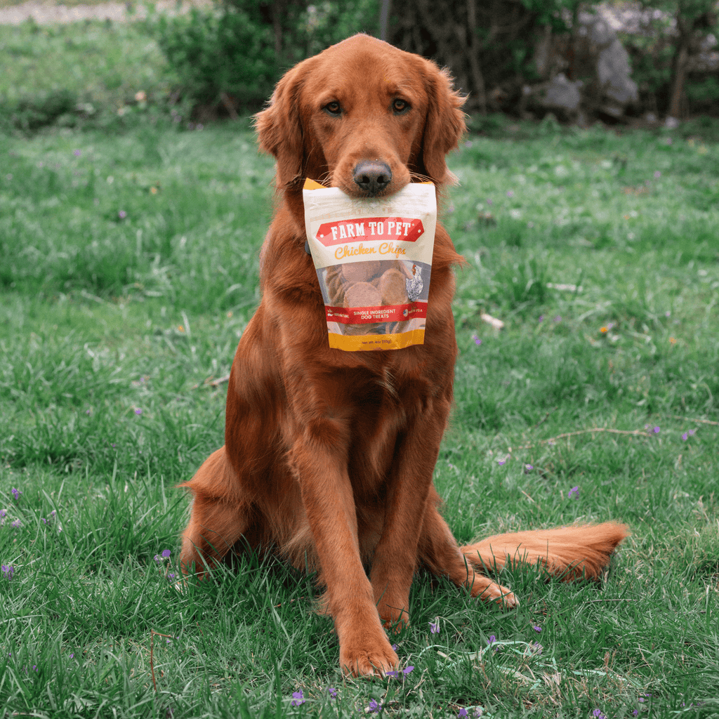 Farm to Pet chicken chips for dogs, all-natural single-ingredient dog treats, dog holding bag of hormone-free chicken treats.