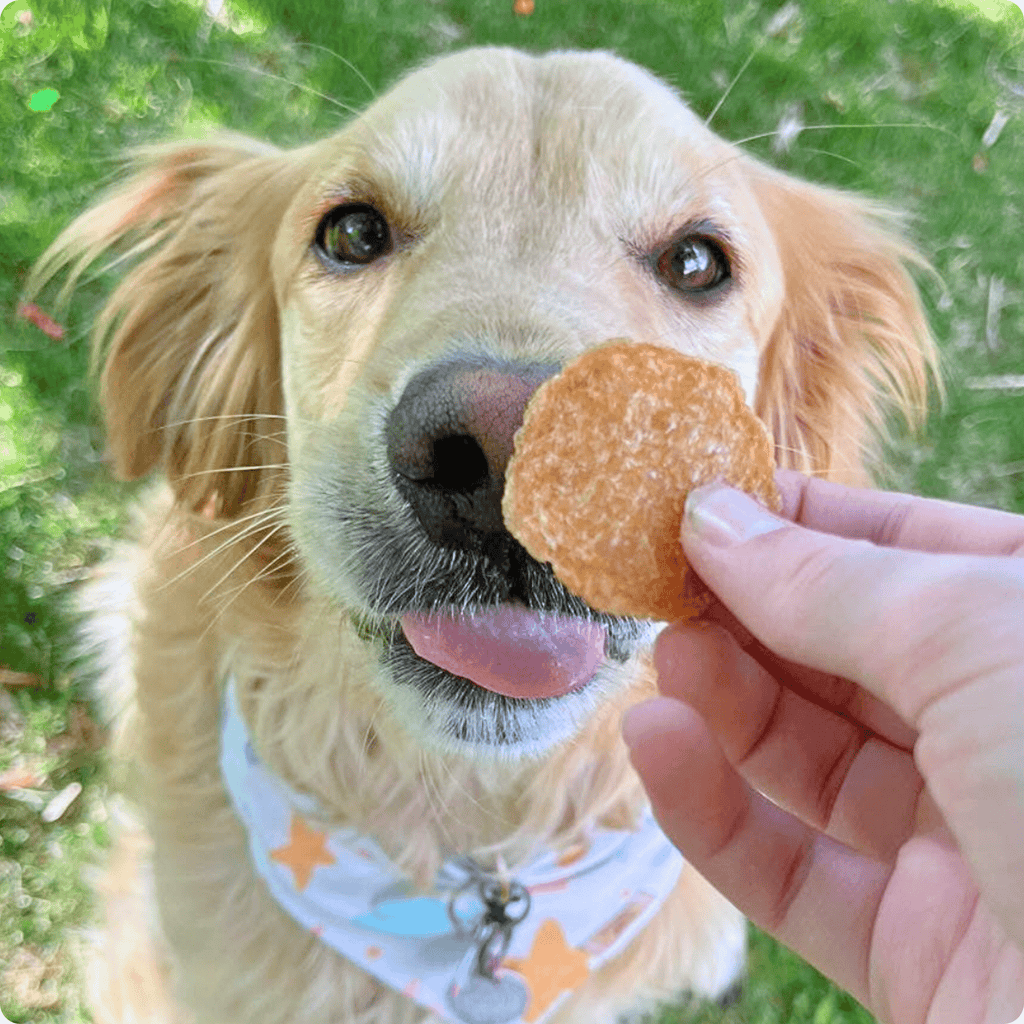 Golden retriever enjoying Farm To Pet chicken chip dog treat, all-natural, single-ingredient dog treats, outdoor setting