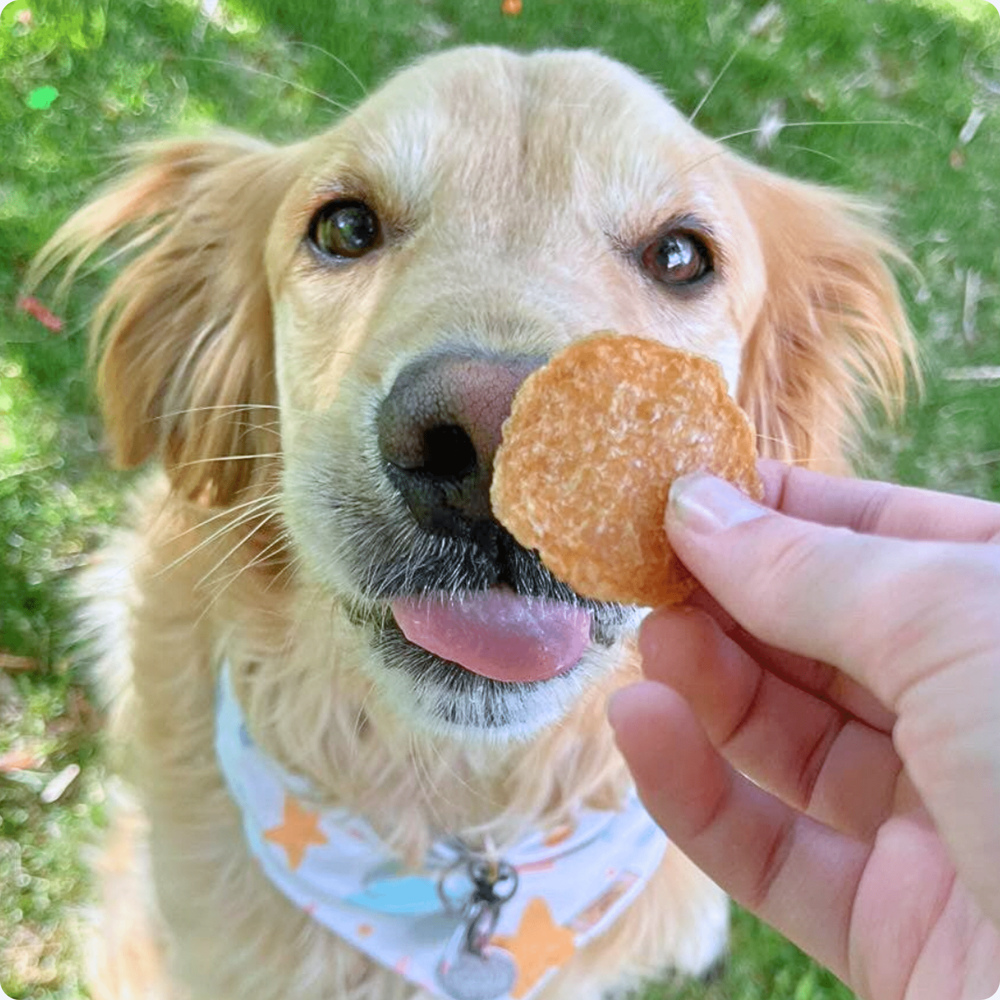 Golden retriever enjoying Farm To Pet chicken chip dog treat, all-natural, single-ingredient dog treats, outdoor setting